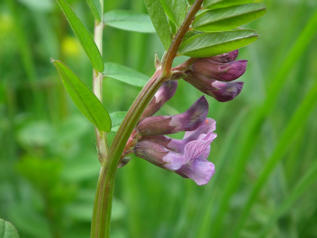 Vicia sepium / Veccia silvana